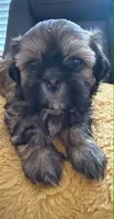 Mochie, a female Shih Tzu for sale in Melbourne, FL – 5 of 8
