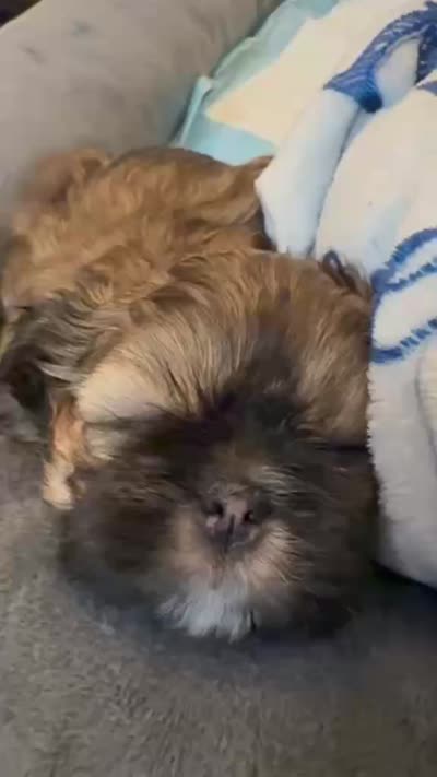 Mochie, a female Shih Tzu for sale in Melbourne, FL – 3 of 8