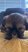 Mochie, a female Shih Tzu for sale in Melbourne, FL – 6 of 8