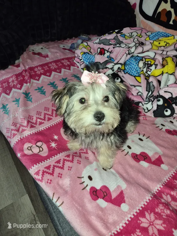 Cookie  – Maltese, Yorkshire Terrier puppy for sale in Paducah, KY