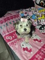 Cookie , a female Maltese and Yorkshire Terrier for sale in Paducah, KY – 1 of 5