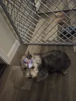 Cookie , a female Maltese and Yorkshire Terrier for sale in Paducah, KY – 3 of 5