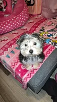 Cookie , a female Maltese and Yorkshire Terrier for sale in Paducah, KY – 5 of 5