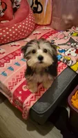 Cookie , a female Maltese and Yorkshire Terrier for sale in Paducah, KY – 4 of 5