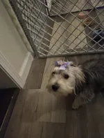 Cookie , a female Maltese and Yorkshire Terrier for sale in Paducah, KY – 2 of 5