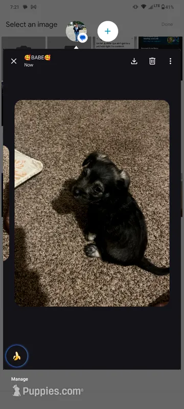 Noname – Chihuahua puppy for sale in San Bernardino, CA