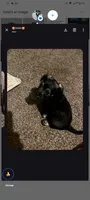 Noname, a female Chihuahua for sale in San Bernardino, CA – 1 of 1