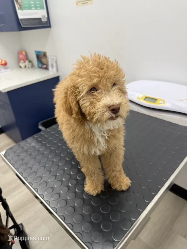 Clay – Poodle - Miniature  puppy for sale in Ontario, CA