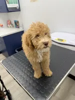 Clay, a male Poodle - Miniature  for sale in Ontario, CA – 1 of 2