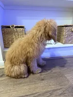 Chloe , a female Poodle - Miniature  for sale in Ontario, CA – 3 of 3