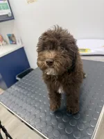 Coco, a female Poodle - Miniature  for sale in Ontario, CA – 3 of 3