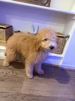 Chloe , a female Poodle - Miniature  for sale in Ontario, CA – 2 of 3