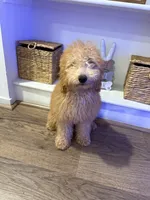 Chloe , a female Poodle - Miniature  for sale in Ontario, CA – 1 of 3