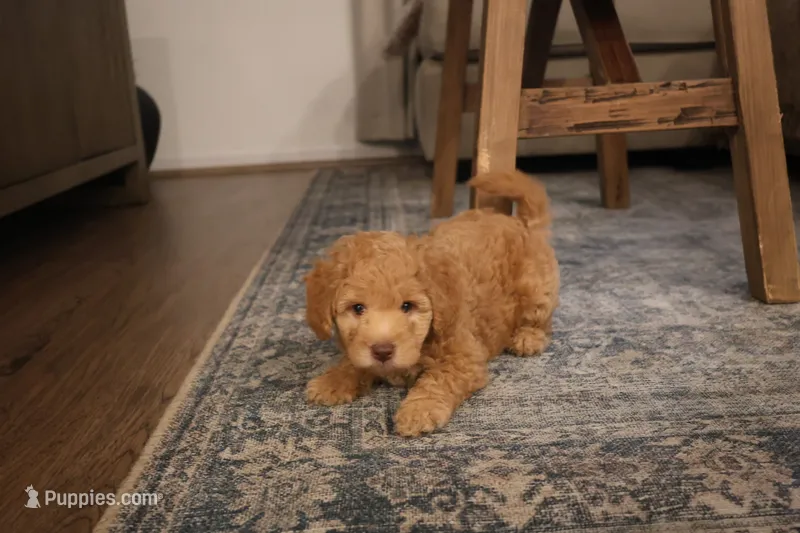 Chloe  – Poodle - Miniature  puppy for sale in Ontario, CA