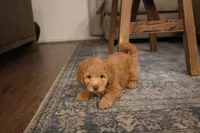 Chloe , a female Poodle - Miniature  for sale in Ontario, CA – 1 of 2