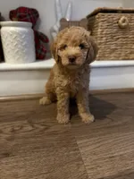 Chloe , a female Poodle - Miniature  for sale in Ontario, CA – 2 of 2