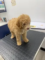 Clay, a male Poodle - Miniature  for sale in Ontario, CA – 2 of 2