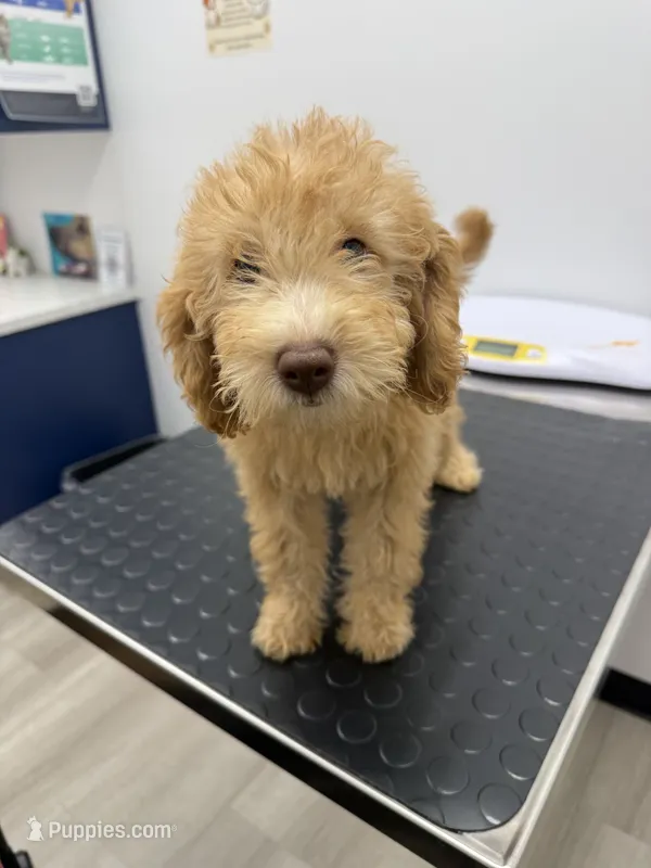 Daisy  – Poodle - Miniature  puppy for sale in Ontario, CA