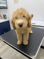 Daisy , a female Poodle - Miniature  for sale in Ontario, CA – 1 of 3