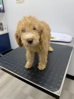 Daisy , a female Poodle - Miniature  for sale in Ontario, CA – 3 of 3