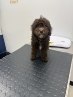 Coco, a female Poodle - Miniature  for sale in Ontario, CA – 2 of 3