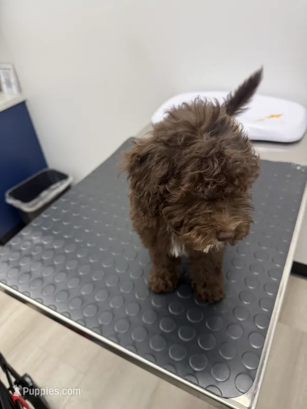Coco – Poodle - Miniature  puppy for sale in Ontario, CA