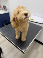 Daisy , a female Poodle - Miniature  for sale in Ontario, CA – 2 of 3
