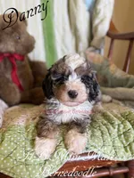 Danny, a male Miniature Bernedoodle for sale in Columbus, NE – 1 of 2