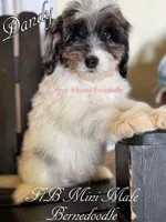Dandy, a male Miniature Bernedoodle for sale in Columbus, NE – 5 of 9
