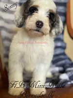 Sonny, a male Miniature Bernedoodle for sale in Columbus, NE – 2 of 6