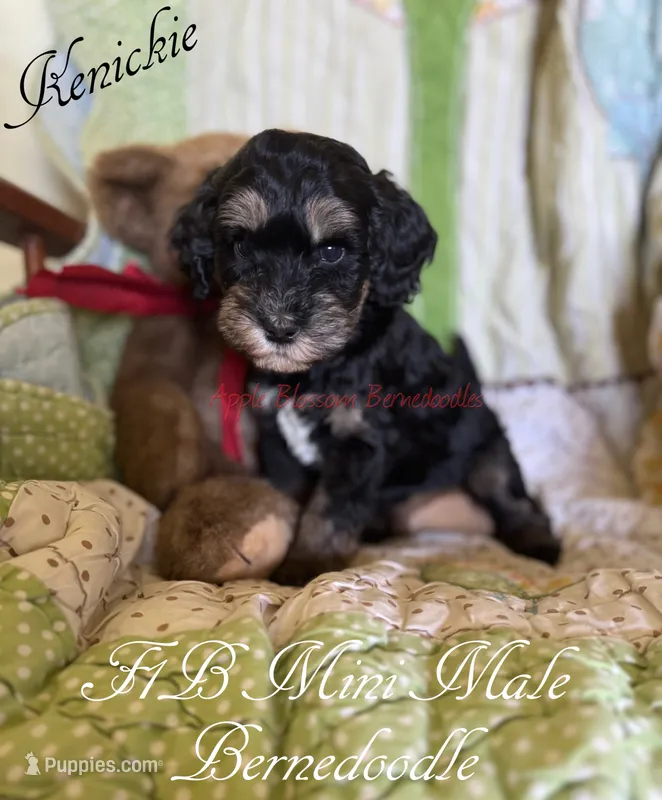 Kenickie – Miniature Bernedoodle puppy for sale in Columbus, NE