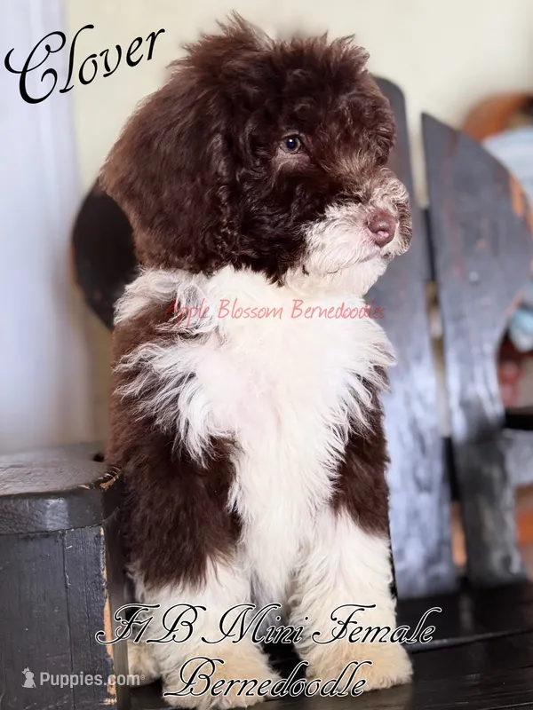 Clover – Miniature Bernedoodle puppy for sale in Columbus, NE