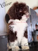 Clover, a female Miniature Bernedoodle for sale in Columbus, NE – 3 of 8