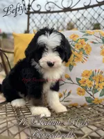 Lefty, a male Bernedoodle for sale in Columbus, NE – Photo 2 of 2