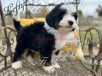 Lefty, a male Bernedoodle for sale in Columbus, NE – Photo 1 of 2