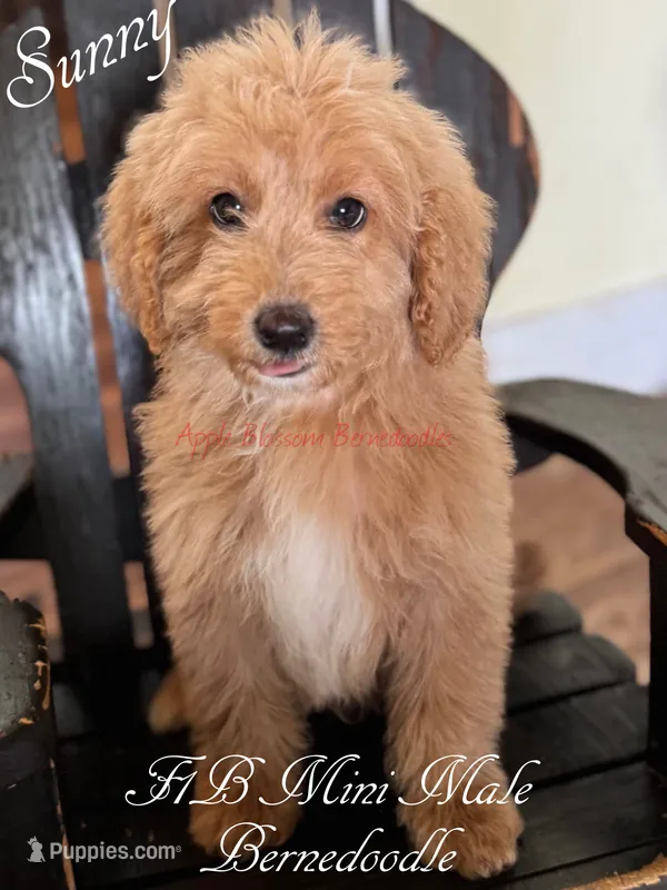 Sunny – Miniature Bernedoodle puppy for sale in Columbus, NE