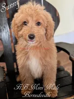 Sunny, a male Miniature Bernedoodle for sale in Columbus, NE – 1 of 6