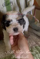 Marty, a female Miniature Bernedoodle for sale in Columbus, NE – 2 of 2