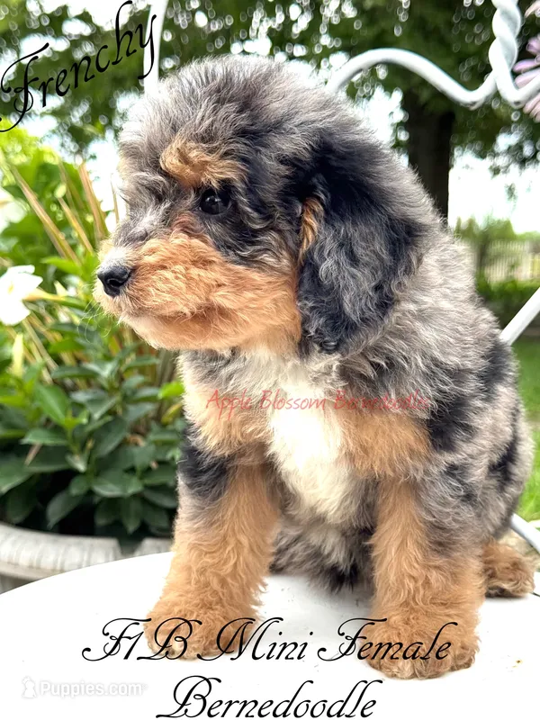 Frenchy – Miniature Bernedoodle puppy for sale in Columbus, NE