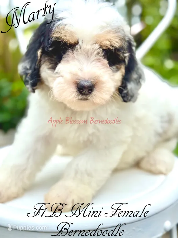 Marty – Miniature Bernedoodle puppy for sale in Columbus, NE