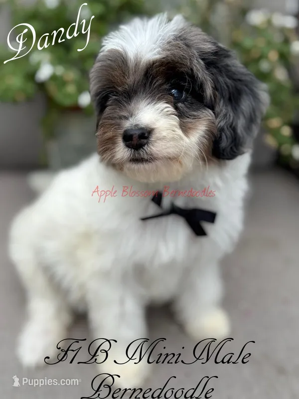 Dandy – Miniature Bernedoodle puppy for sale in Columbus, NE