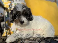 Dandy, a male Miniature Bernedoodle for sale in Columbus, NE – Photo 2 of 2