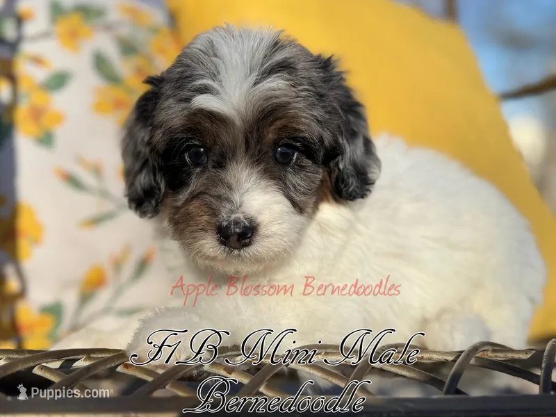 Dandy – Miniature Bernedoodle puppy for sale in Columbus, NE