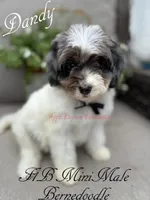 Dandy, a male Miniature Bernedoodle for sale in Columbus, NE – 2 of 4