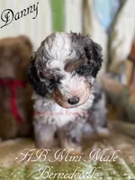 Danny, a male Miniature Bernedoodle for sale in Columbus, NE – 2 of 2