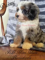 Danny, a male Miniature Bernedoodle for sale in Columbus, NE – 2 of 6
