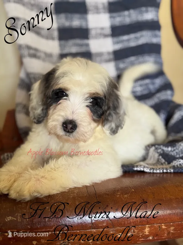 Sonny – Miniature Bernedoodle puppy for sale in Columbus, NE