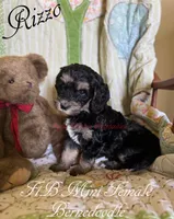 Rizzo, a female Miniature Bernedoodle for sale in Columbus, NE – 2 of 2