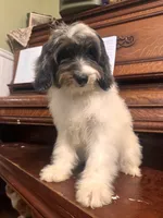 Dandy, a male Miniature Bernedoodle for sale in Columbus, NE – 3 of 9