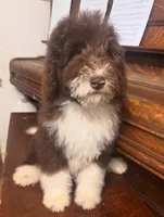 Clover, a female Miniature Bernedoodle for sale in Columbus, NE – 2 of 8
